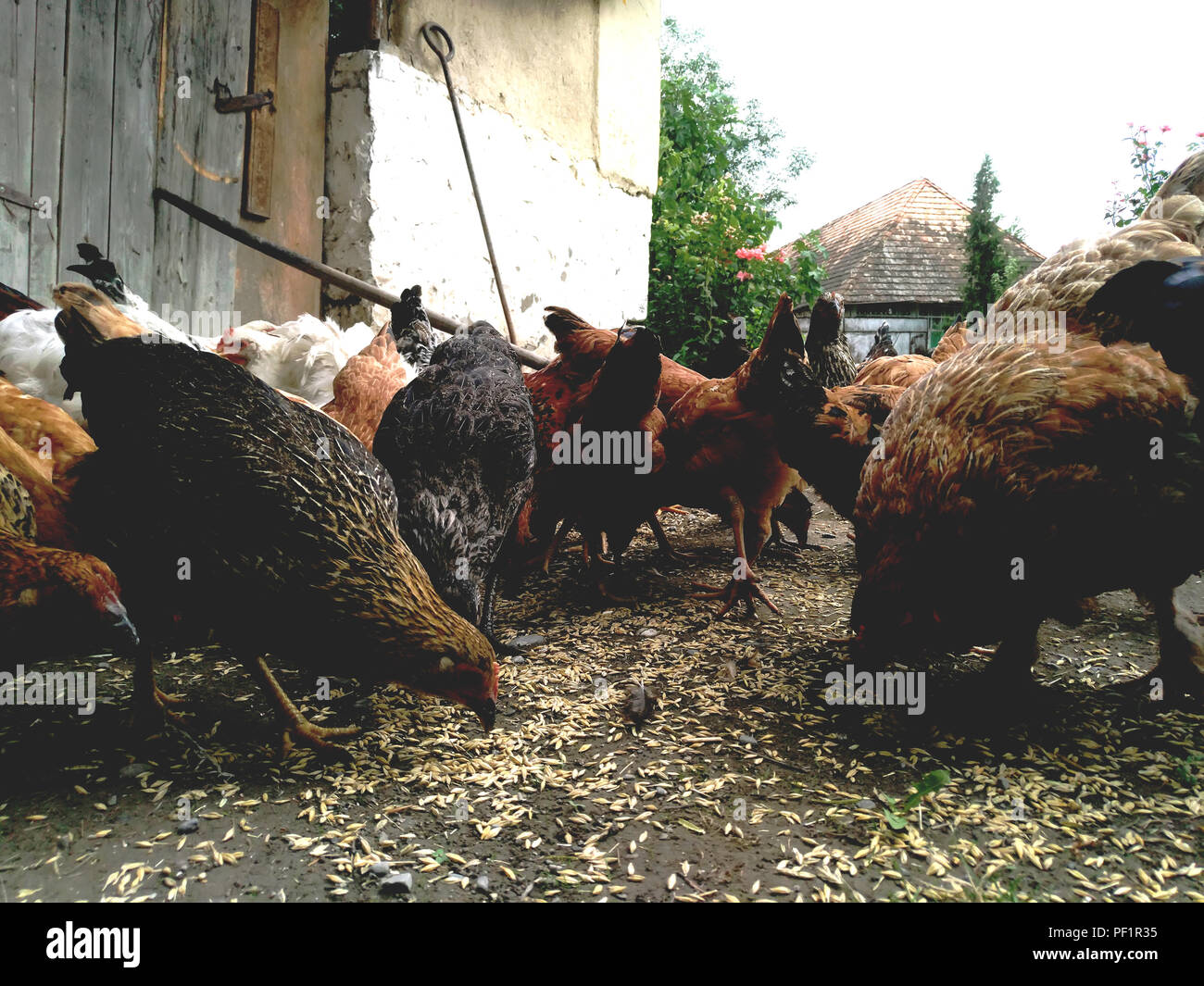 Chickens and hen eating food . Chicken, chicken, ferry, eats from
