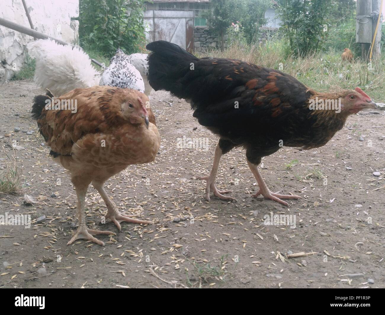 Chickens and hen eating food . Chicken, chicken, ferry, eats from