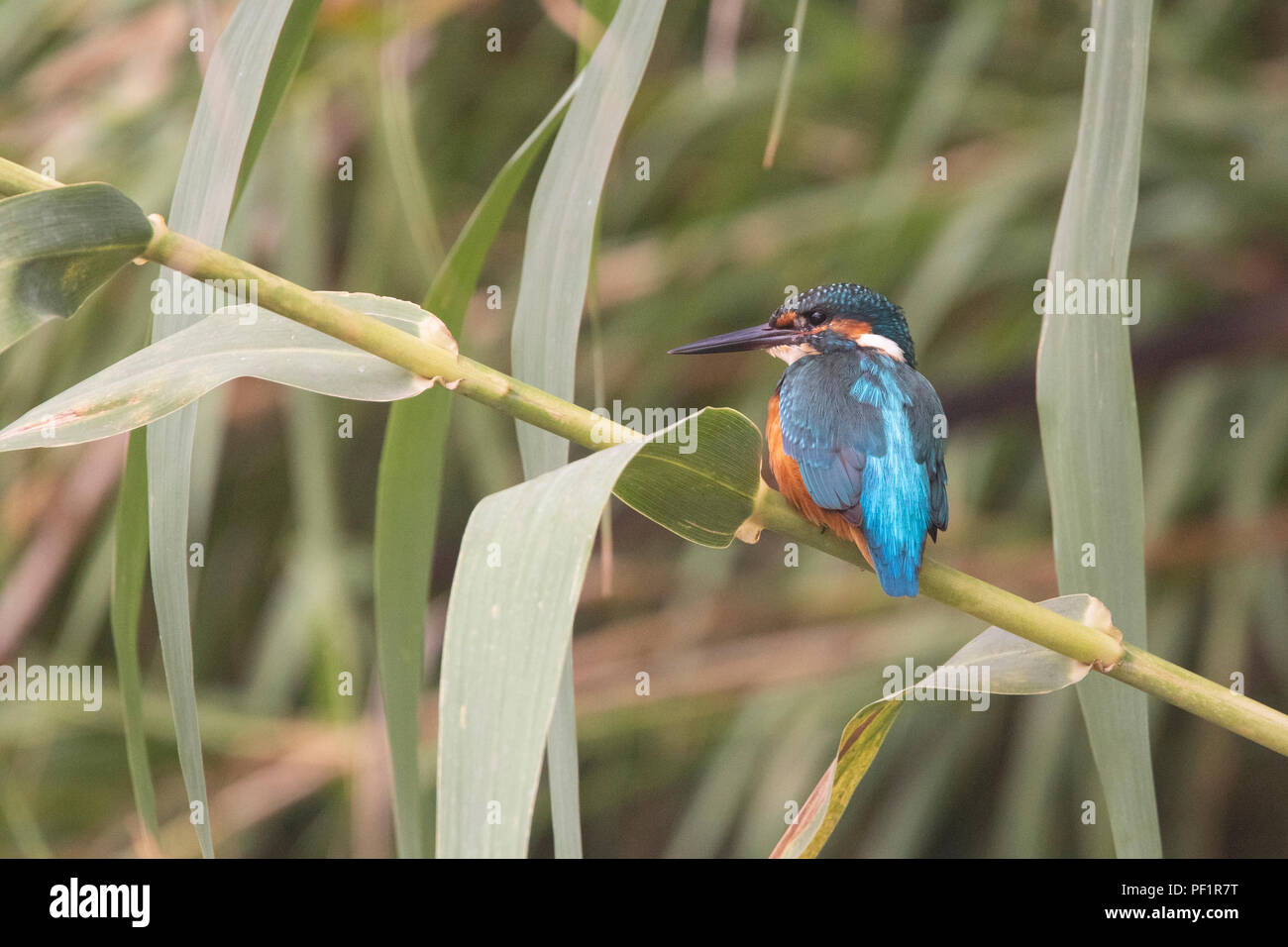 Common kingfisher (Alcedo atthis) male perched on a cane plant Stock Photo