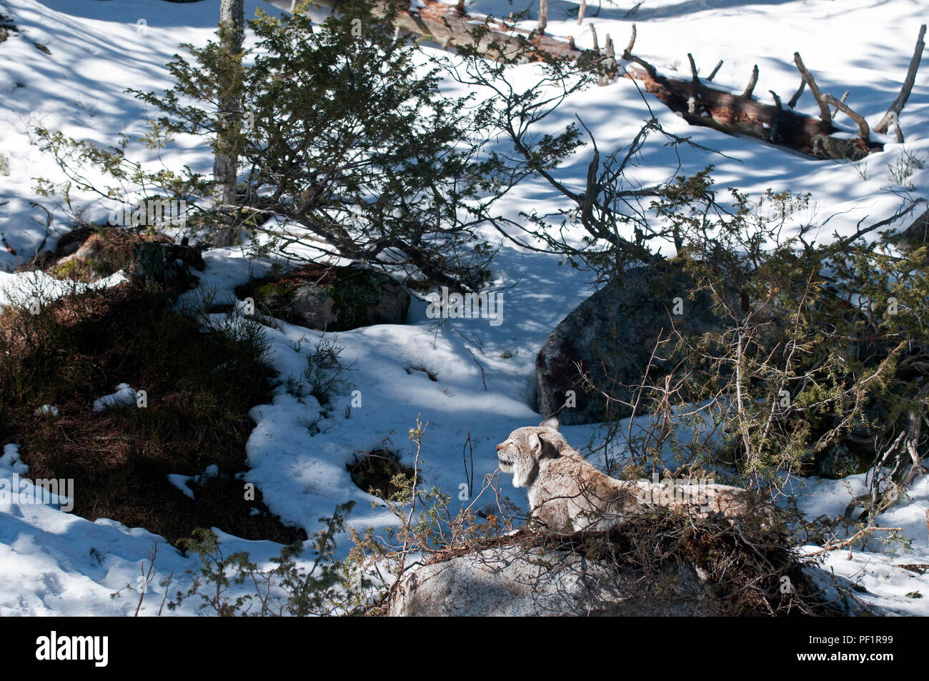 Eurasian Lynx sleeping in the snow (Lynx lynx), France Stock Photo - Alamy