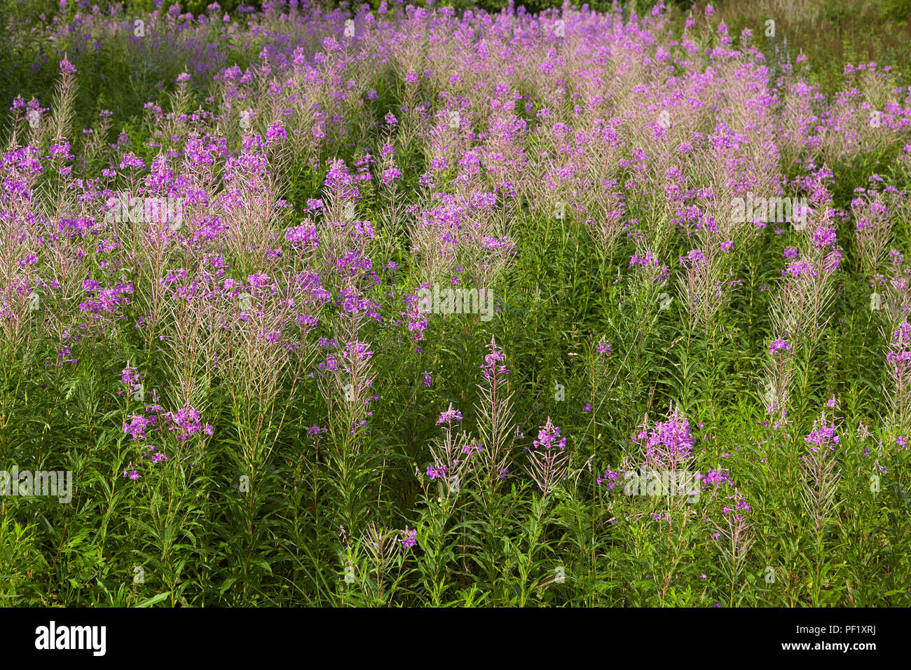 Wild purple maitohorsma grows in the field in the countryside. Stock Photo
