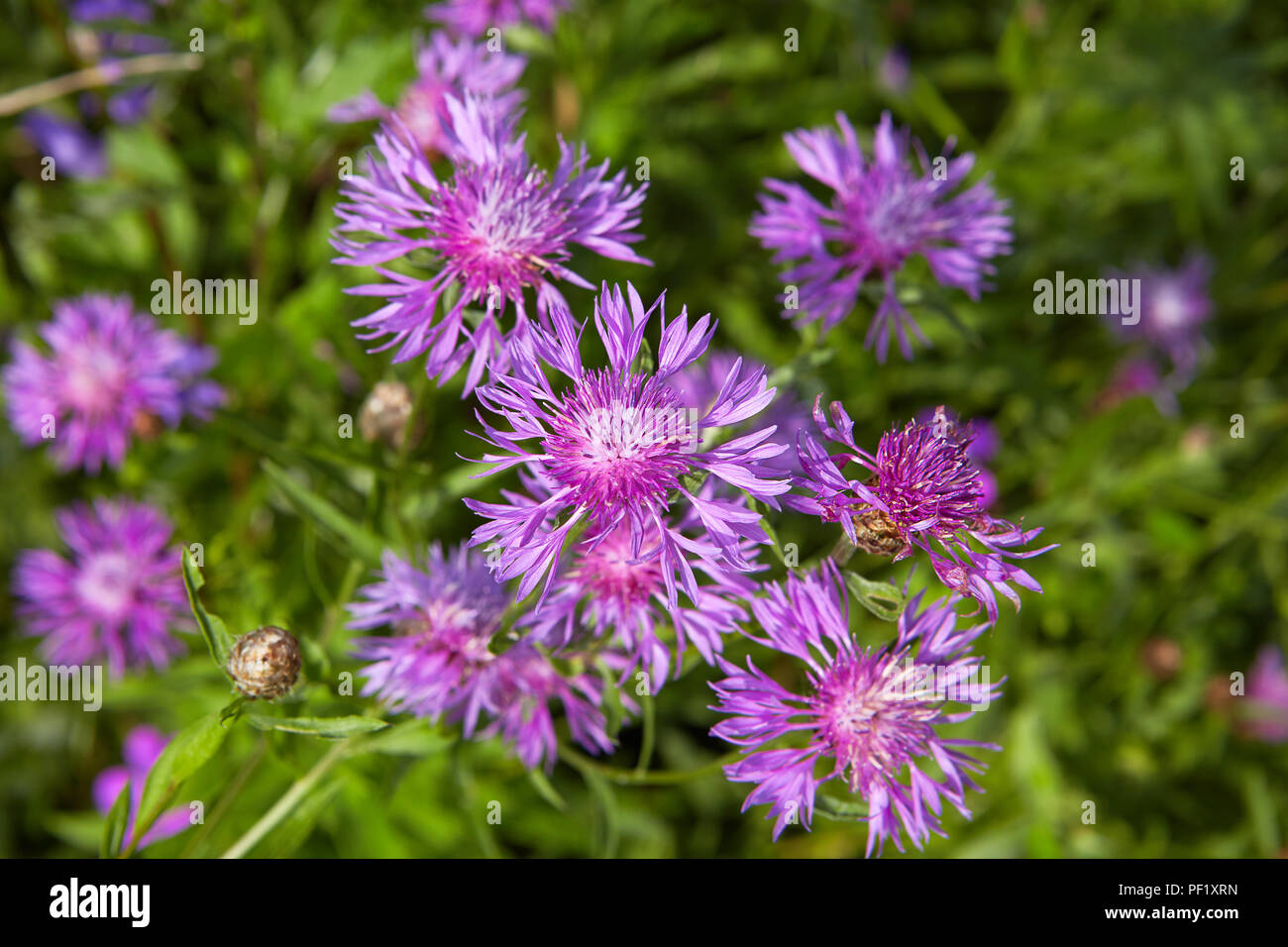 Purple knapweed close-up in the field in the countryside. Stock Photo