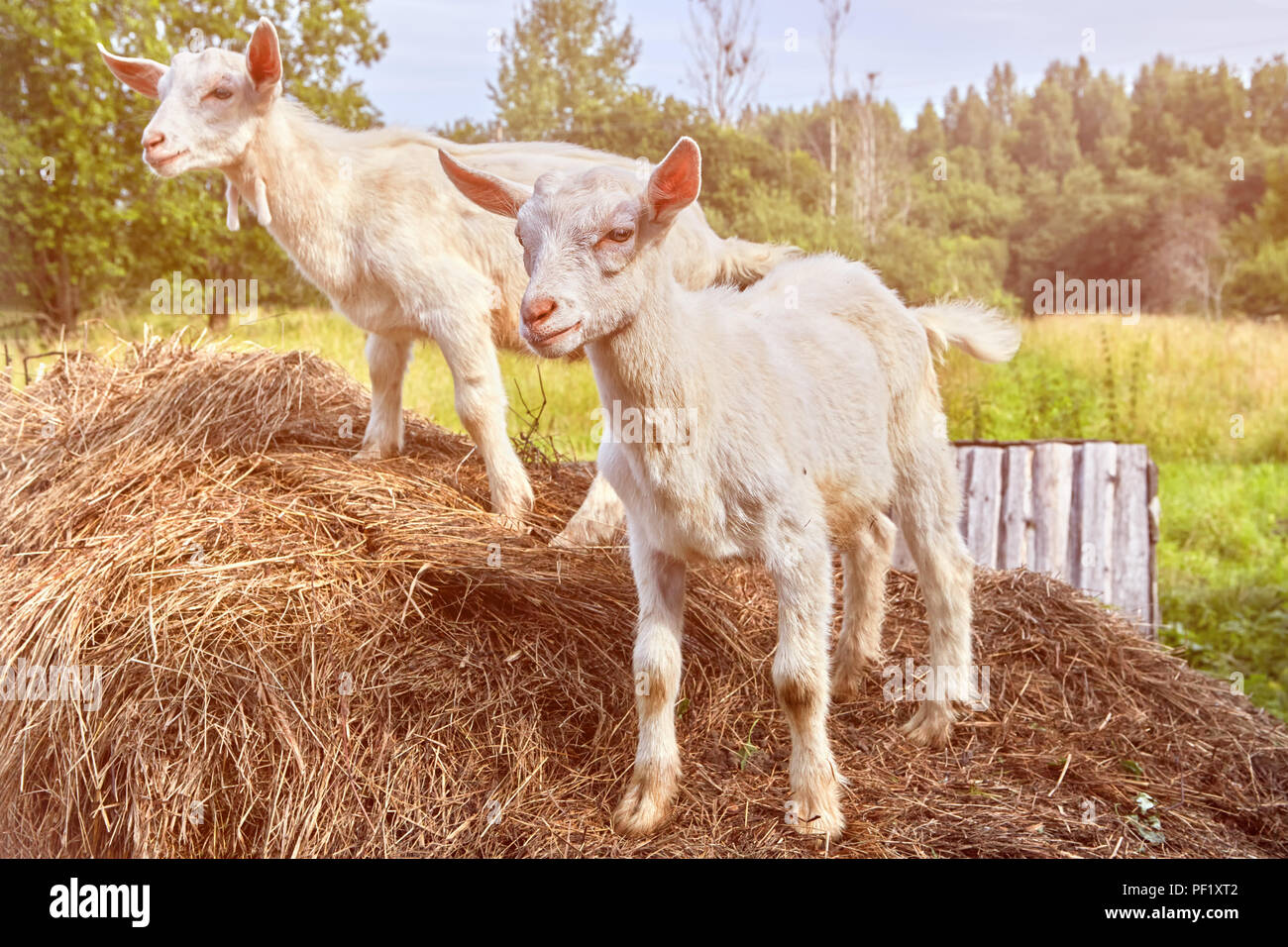 Two little white goats stand on a haystack in the countryside. Stock Photo