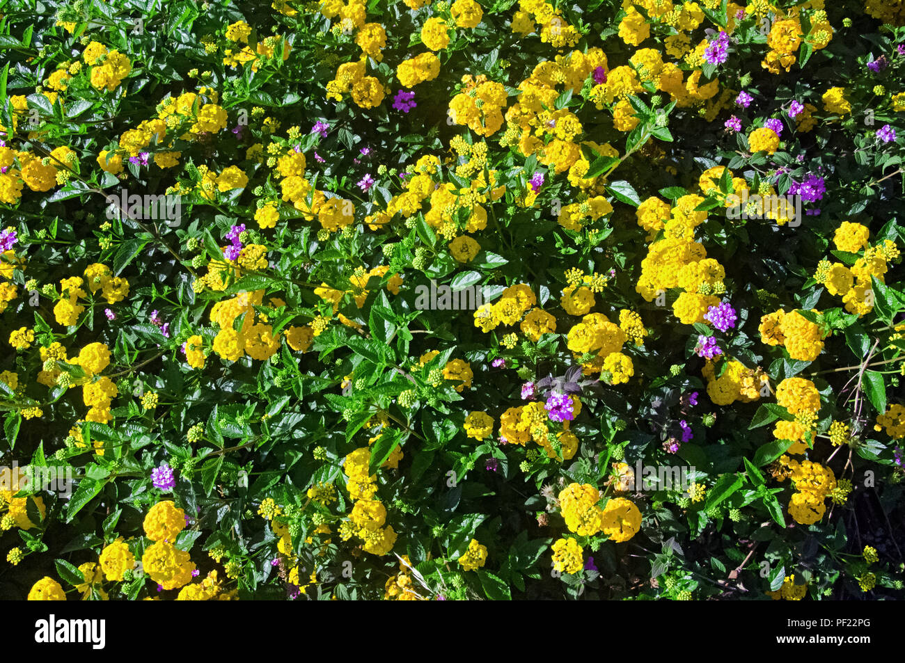 Bush of yellow and violet flowers Stock Photo
