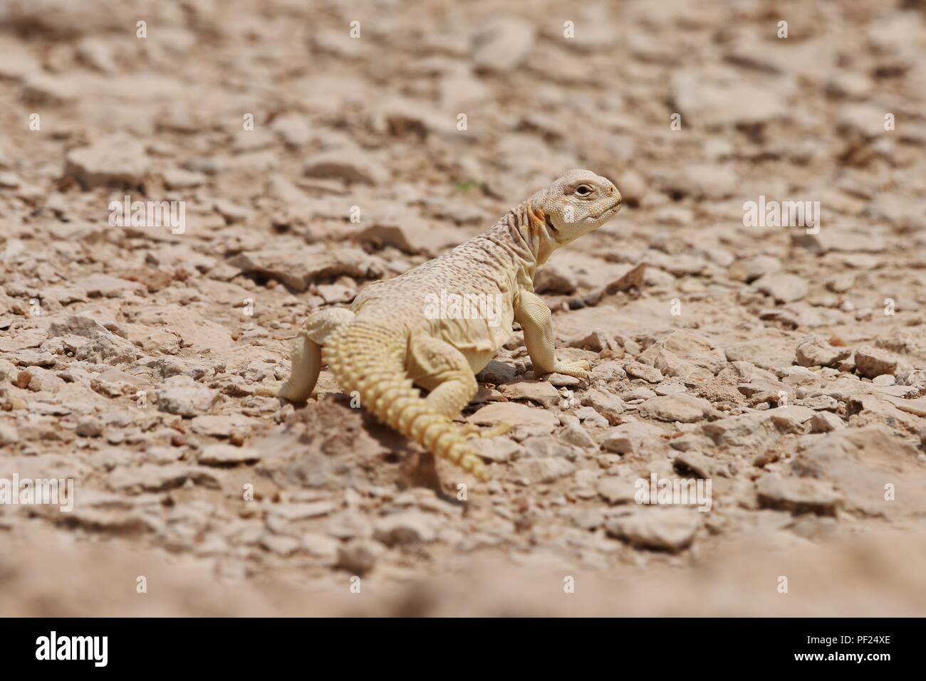 Wild Spiny tailed Agama Lizard in Qatar Desert Stock Photo