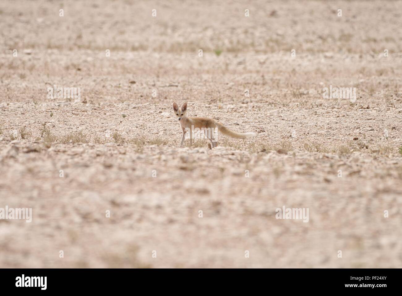 Wild Rueppell's Desert Fox photographs taken in the Qatar Desert Stock Photo