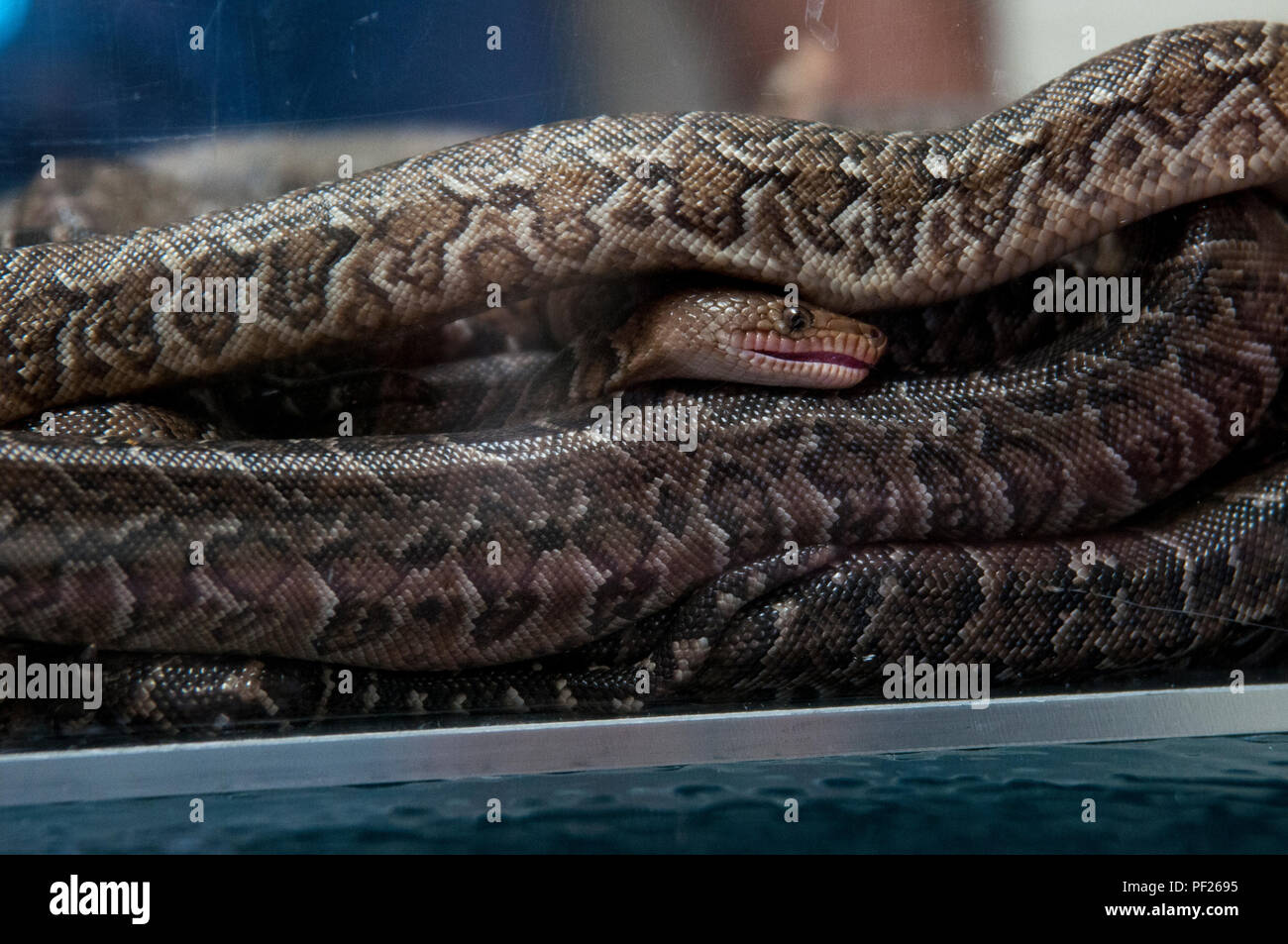 Newborn Cuban boa waits to be measured and weighed by Dr. Peter Tolson