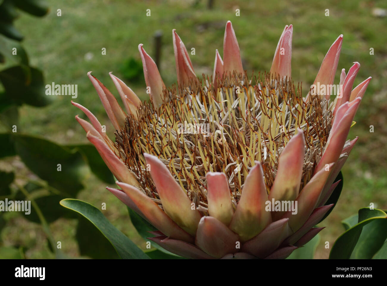 Gorgeous amazing pink protea flower in a tropical garden Stock Photo
