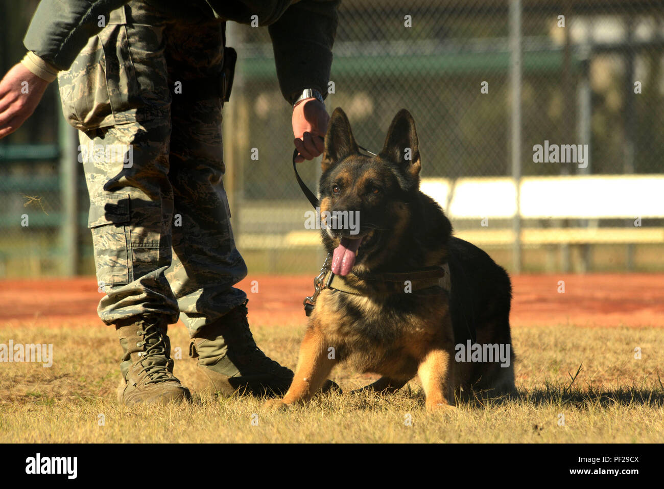 what are the german commands for police dogs