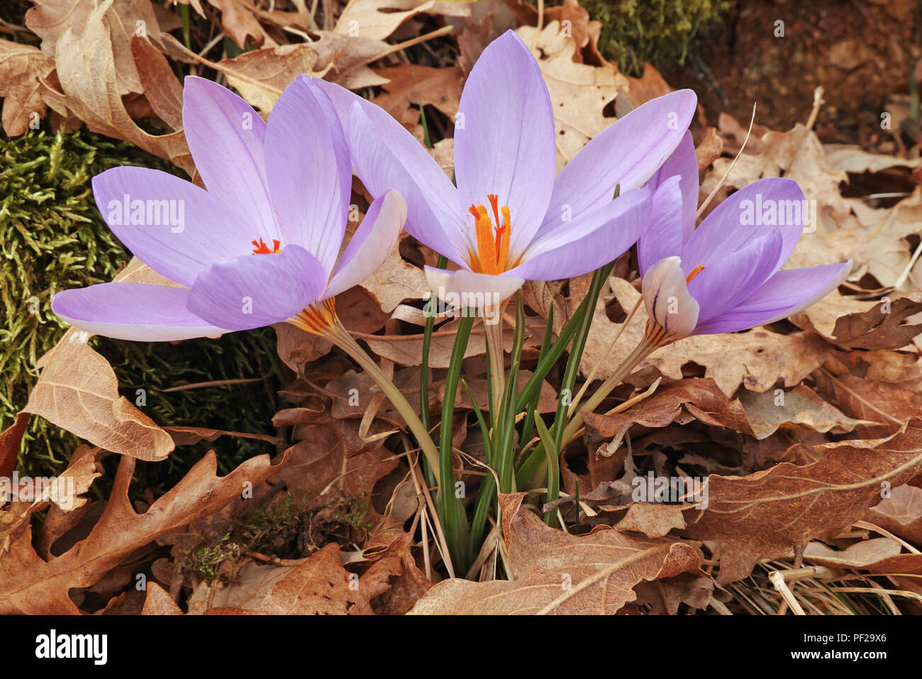 silvery crocus, flowering plants Stock Photo