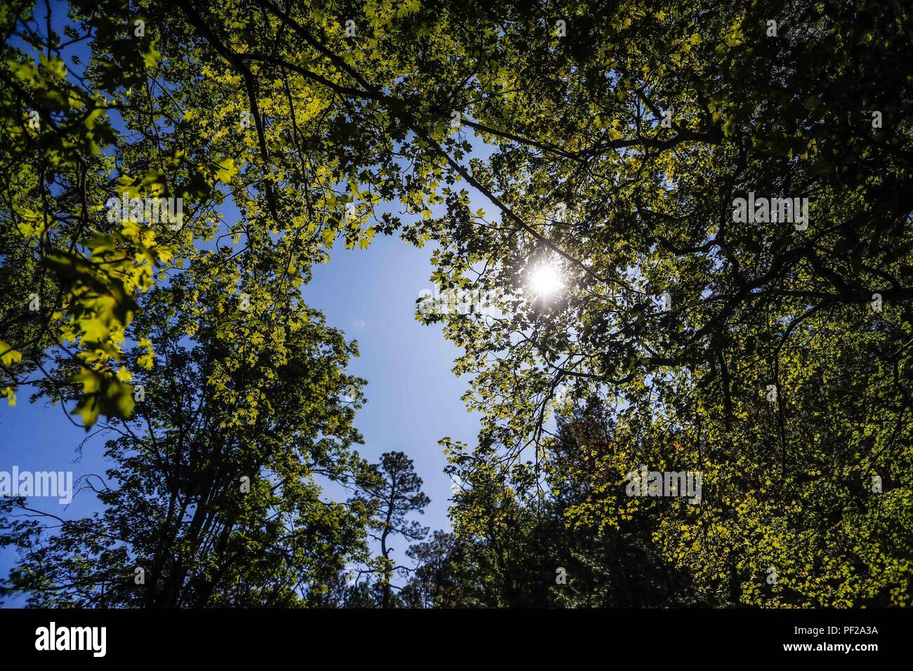 Follaje del medio ambiente hi-res stock photography and images - Alamy
