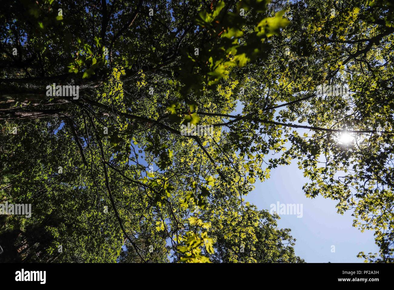 Follaje del medio ambiente hi-res stock photography and images - Alamy