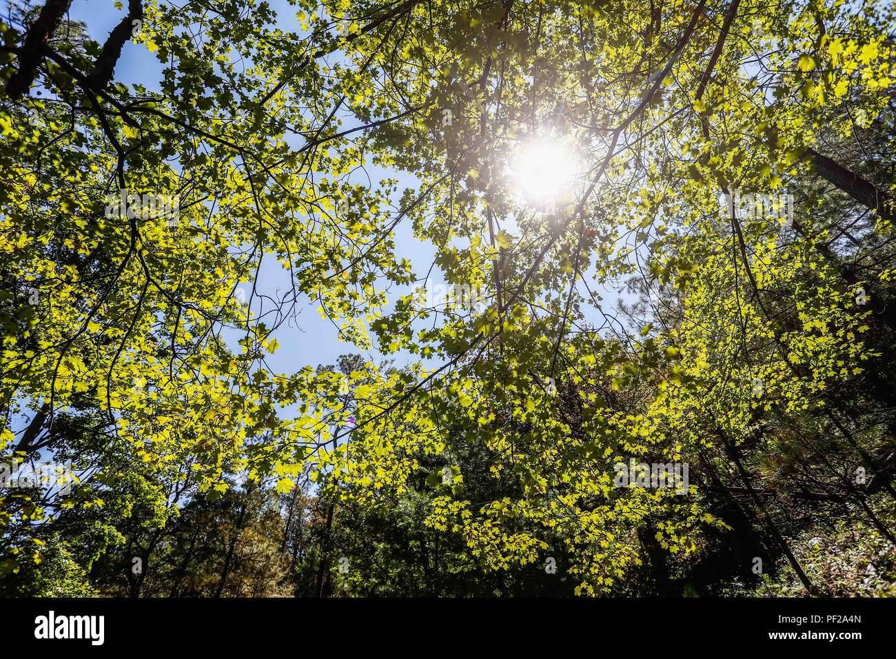 Follaje del medio ambiente hi-res stock photography and images - Alamy