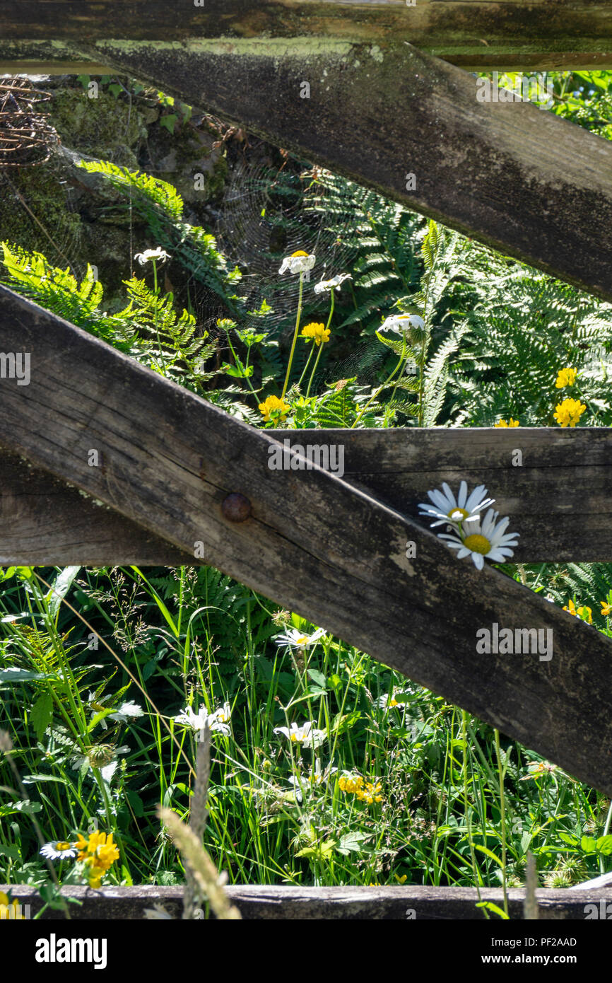 Rustic wooden gate at the Godolphin Estate, a National Trust property in Cornwall UK Stock Photo