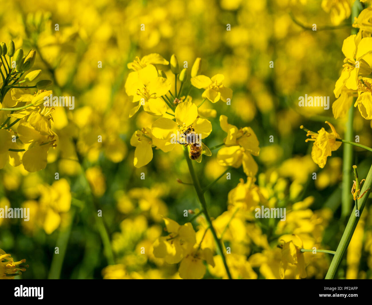 Honey bee collecting nectar and pollen from oilseed rape flower. close ...
