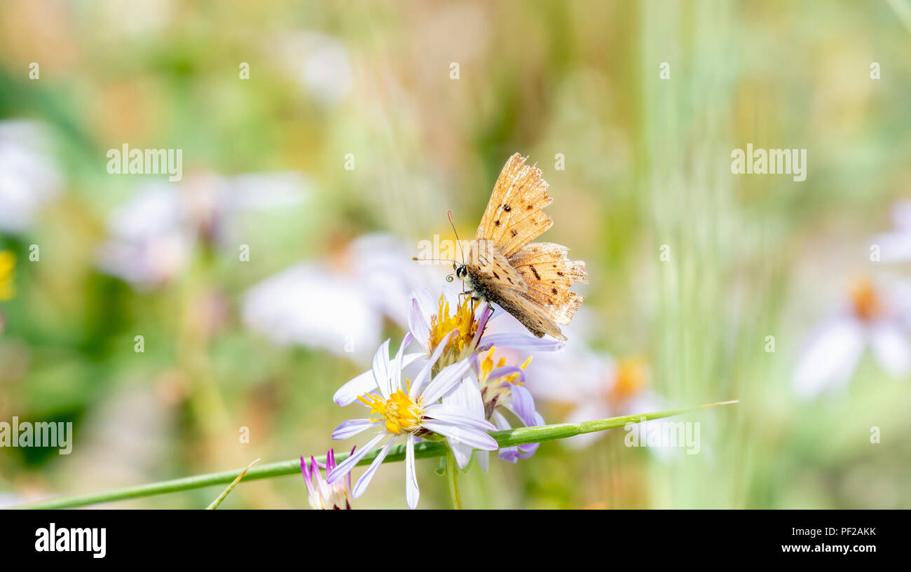 Purplish Copper Butterfly (Lycaena helloides) Gathering Pollen in
