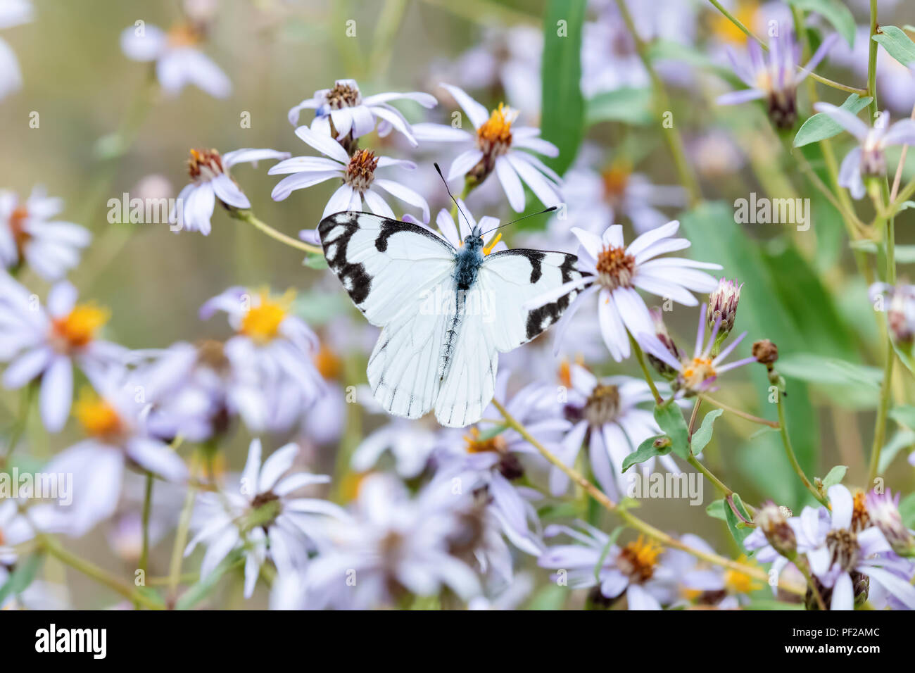 Pine White Butterfly (Neophasia menapia) Gathering Pollen in Alpine