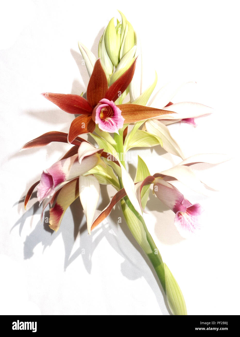 Native Australian swamp orchid (Phaius tankervilleae), Cairns, Queensland, Australia Stock Photo