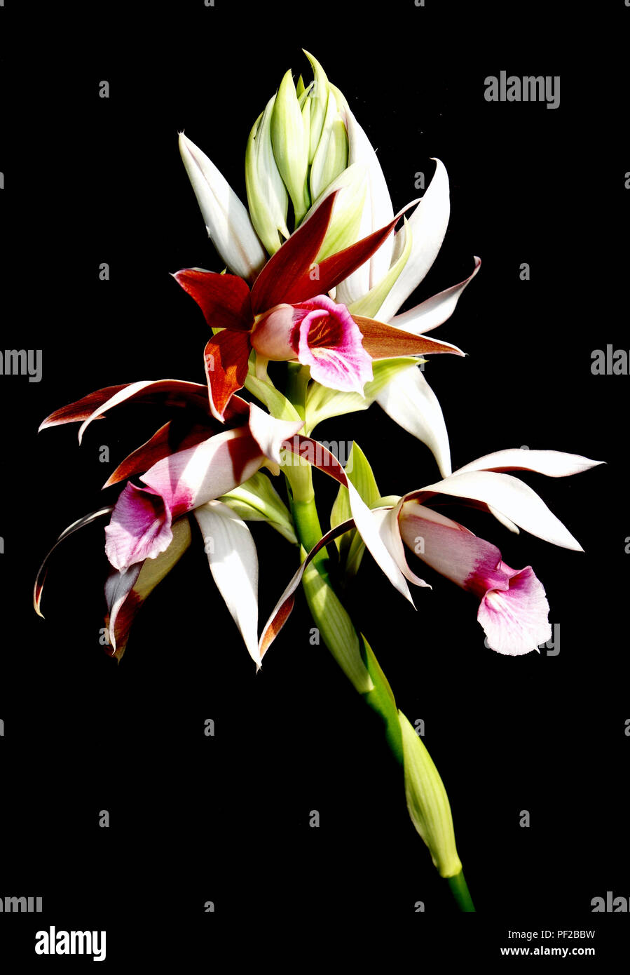 Native Australian swamp orchid (Phaius tankervilleae), Cairns, Queensland, Australia Stock Photo