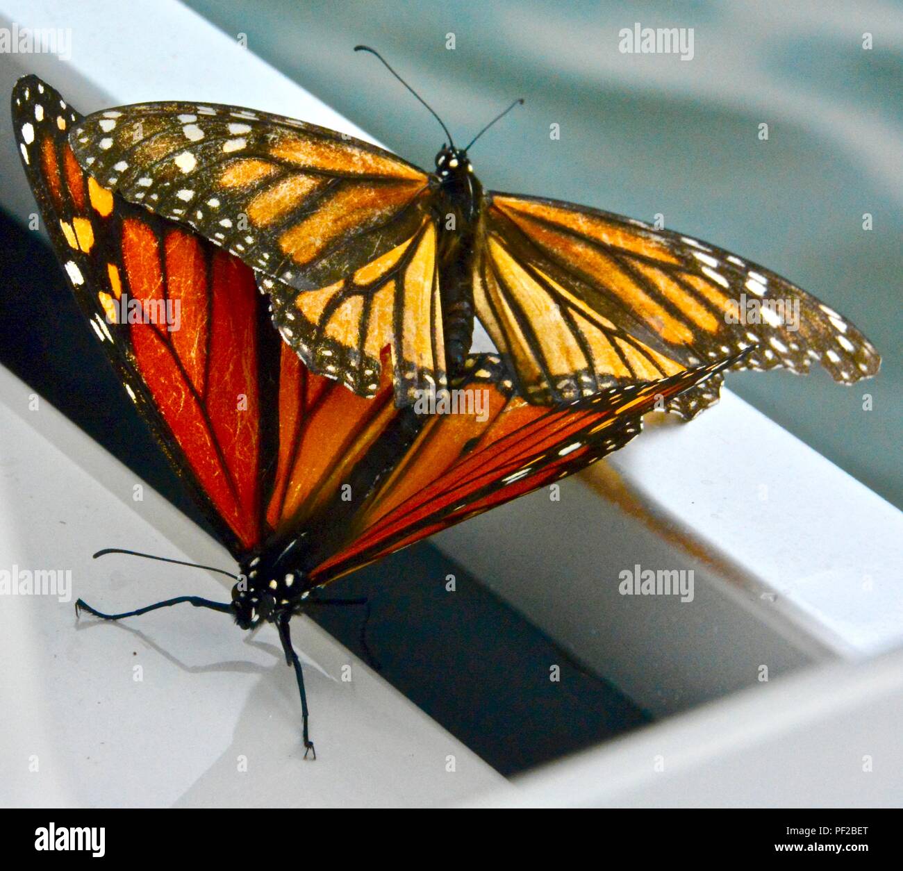 Monarch butterflies mating on the boat Stock Photo