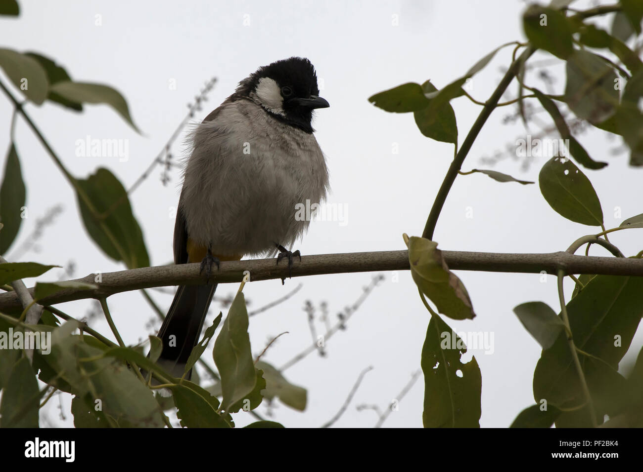 White-eared bulbule which sits on a bush branch on a cloudy day Stock Photo