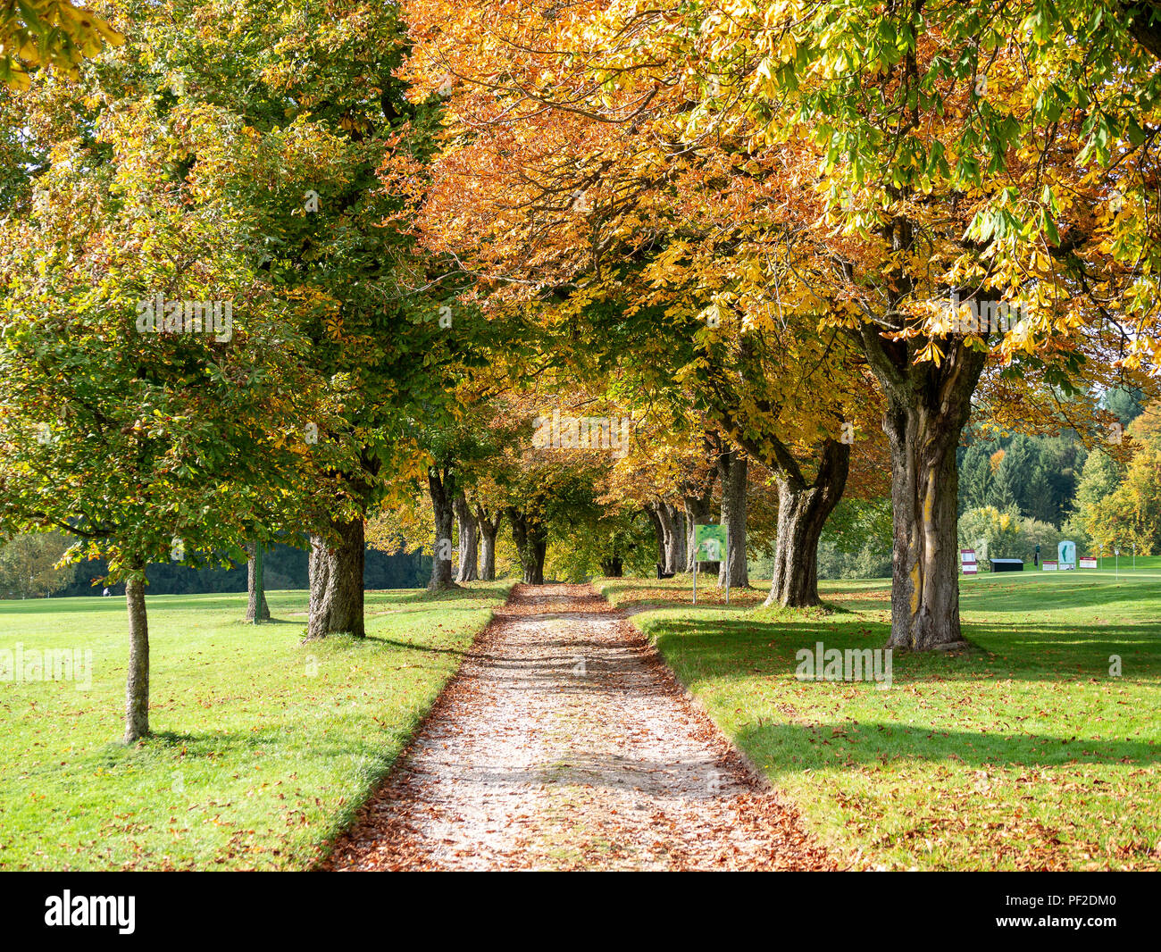 Big trees with colored autumn leaves on the countyside. alley Stock