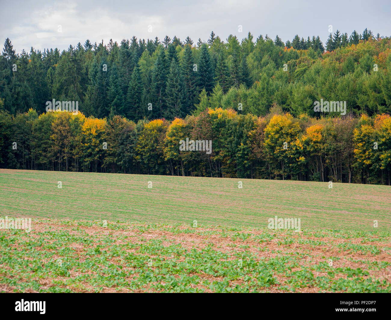 Autumn landscape with tree front and colorful leaves and fields and ...