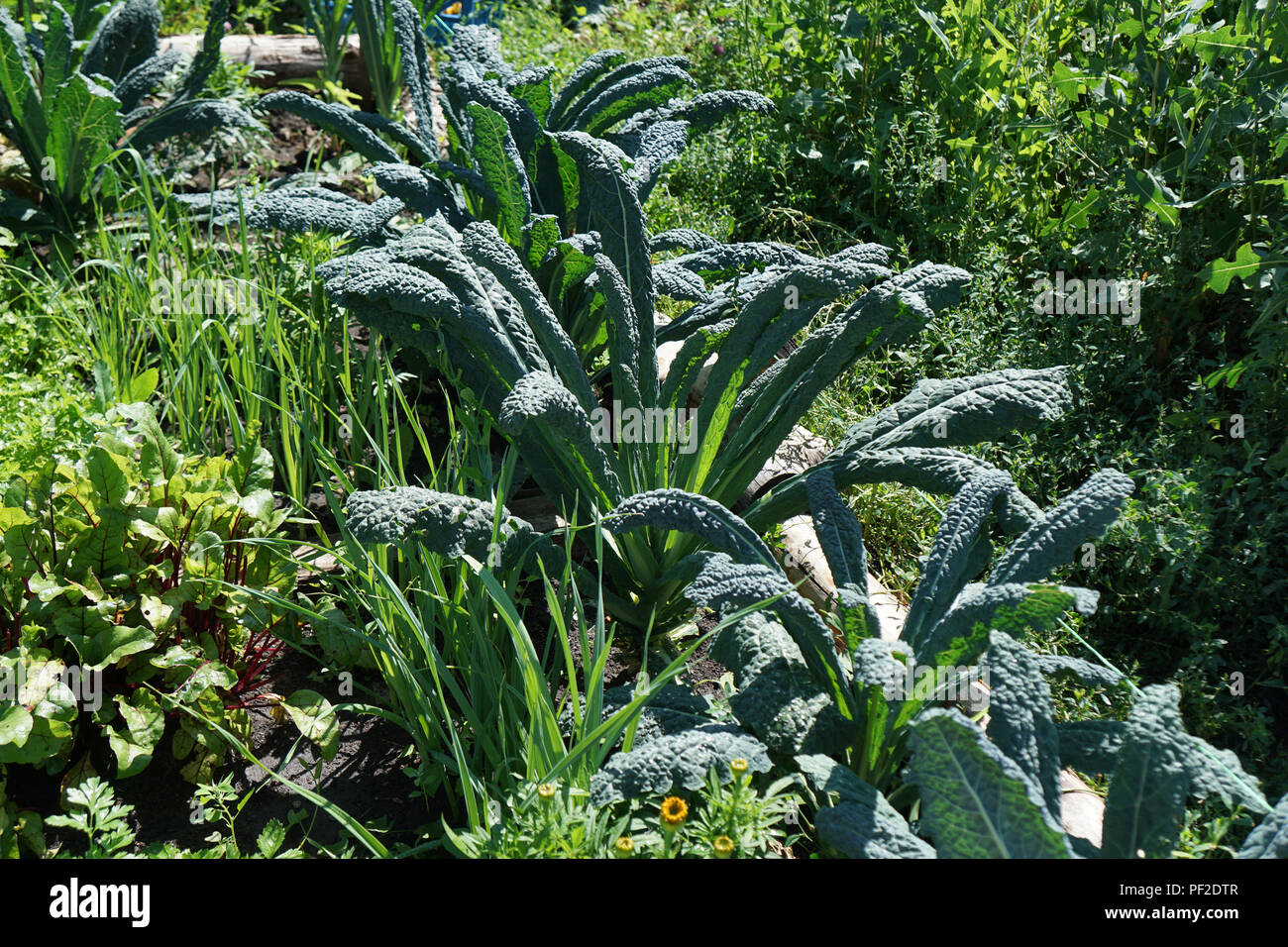 Kale cabbage. Tuscan kale or black kale on plant. Winter cabbage also known as italian kale or lacinato growth in row. Ogranic cabbage mediterranean g Stock Photo