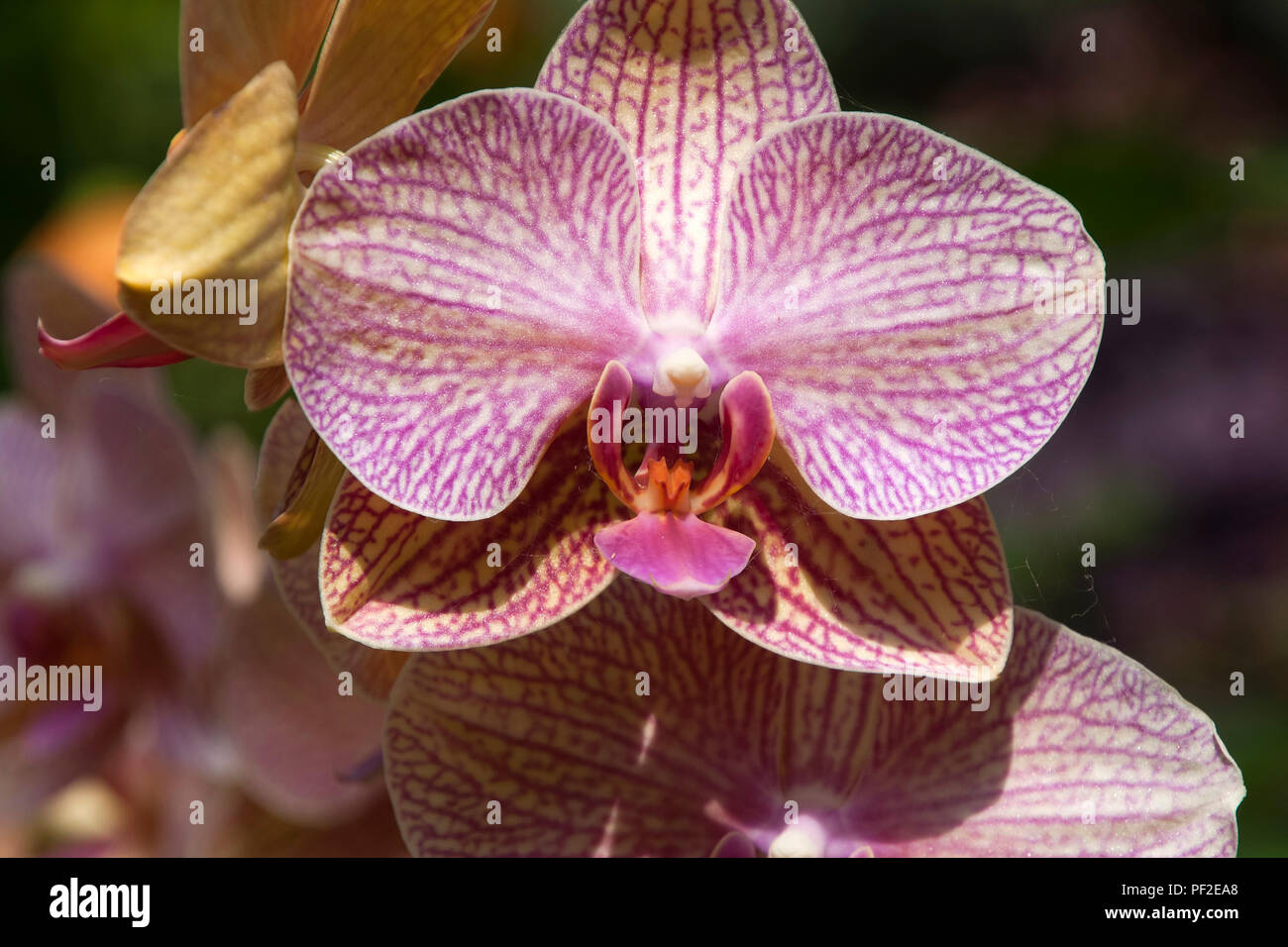 Sydney Australia, orange and purple moth orchid flowers close-up Stock Photo