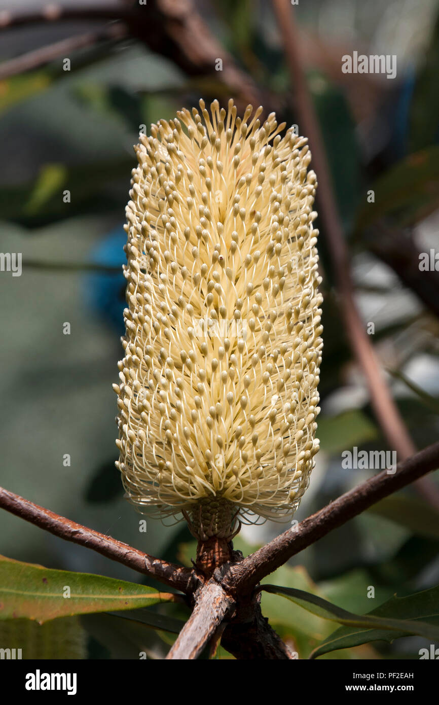 Sydney Australia, Yellow banksia flower cones on tree branch Stock Photo