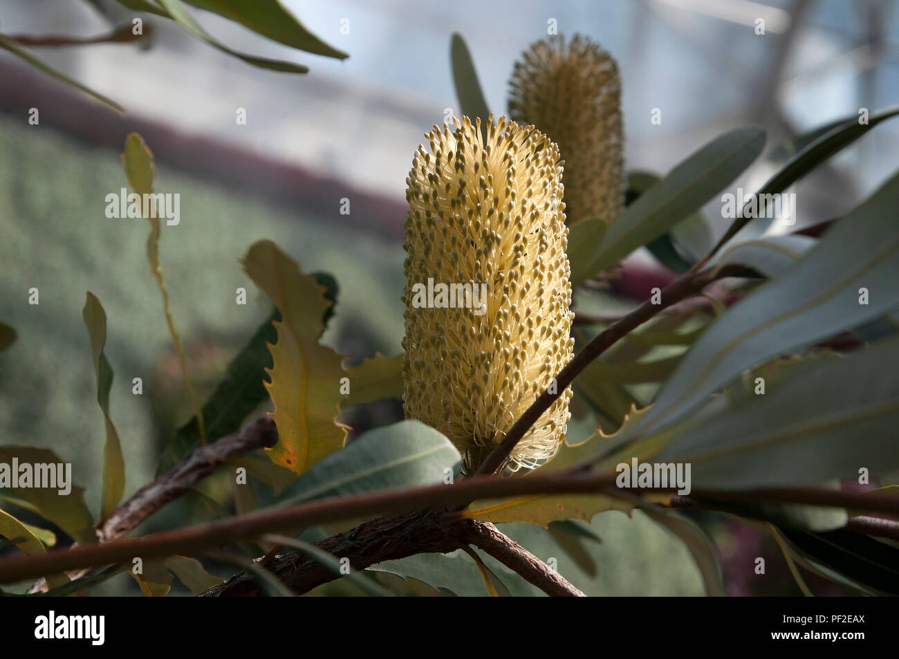 Sydney Australia, Yellow banksia flower cones on tree branch Stock Photo