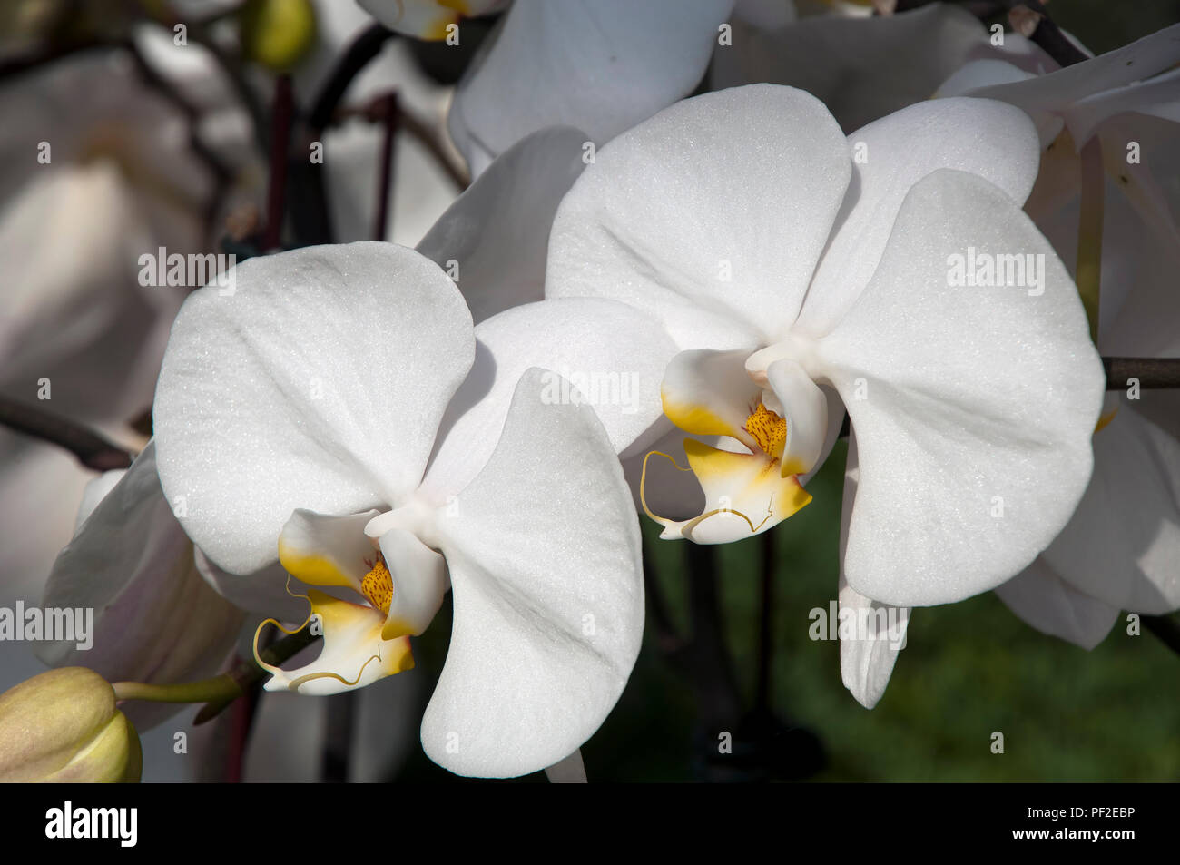 Sydney Australia, flowering white moth orchid Stock Photo