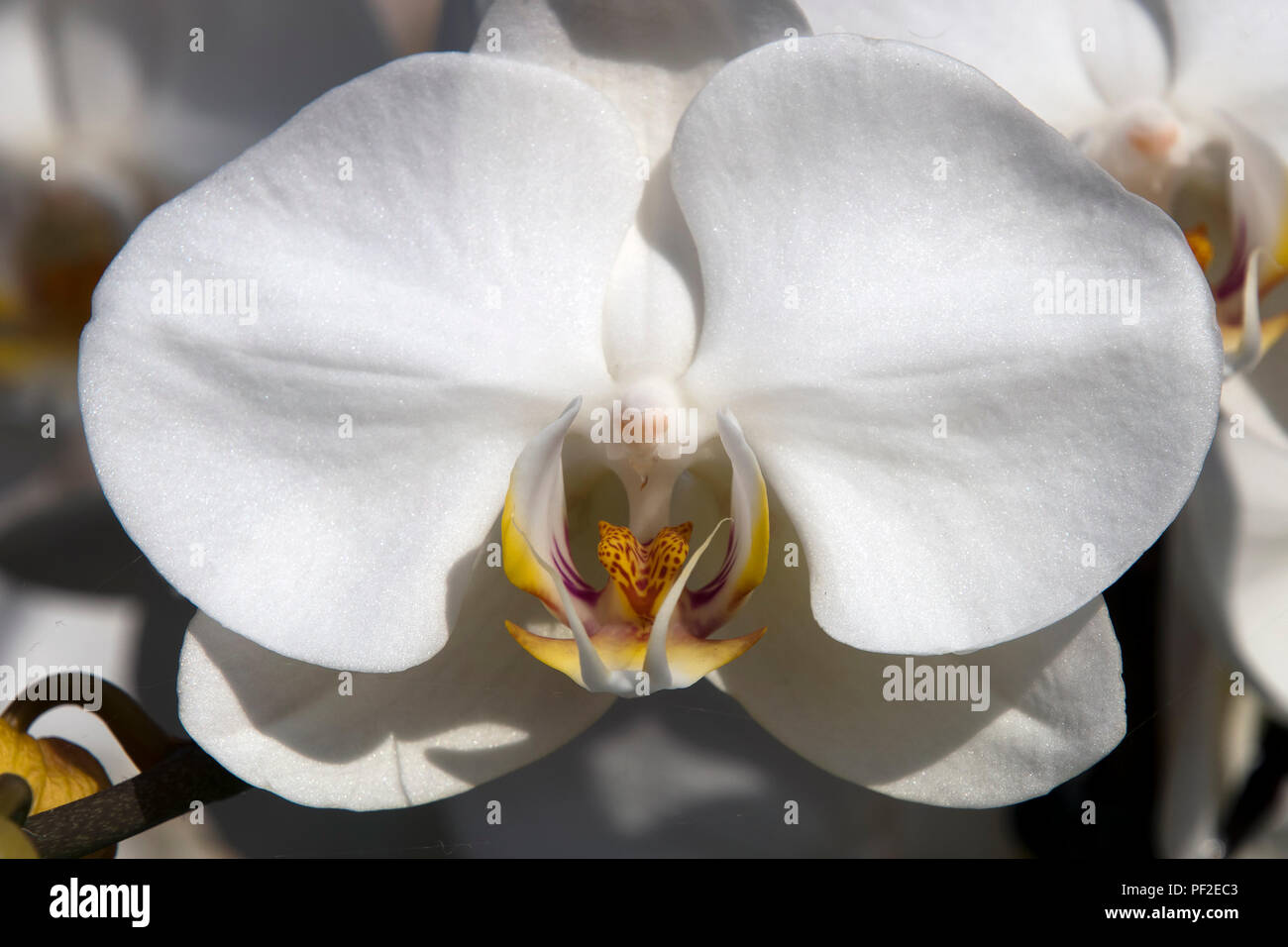 Sydney Australia, close-up of a single flowering white moth orchid Stock Photo