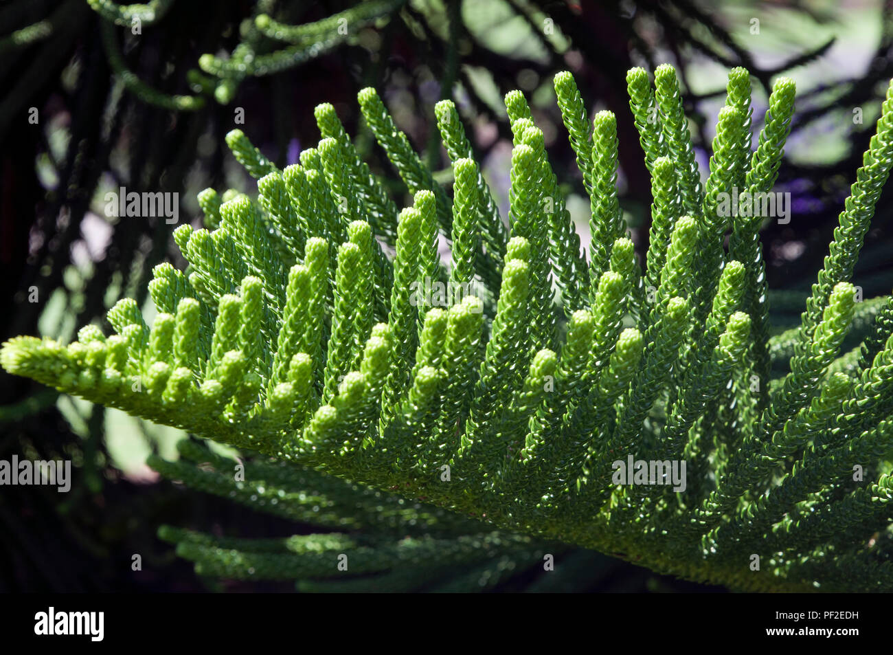 Sydney Australia, branch and foliage of Araucaria columnaris or New Caledonia pine Stock Photo