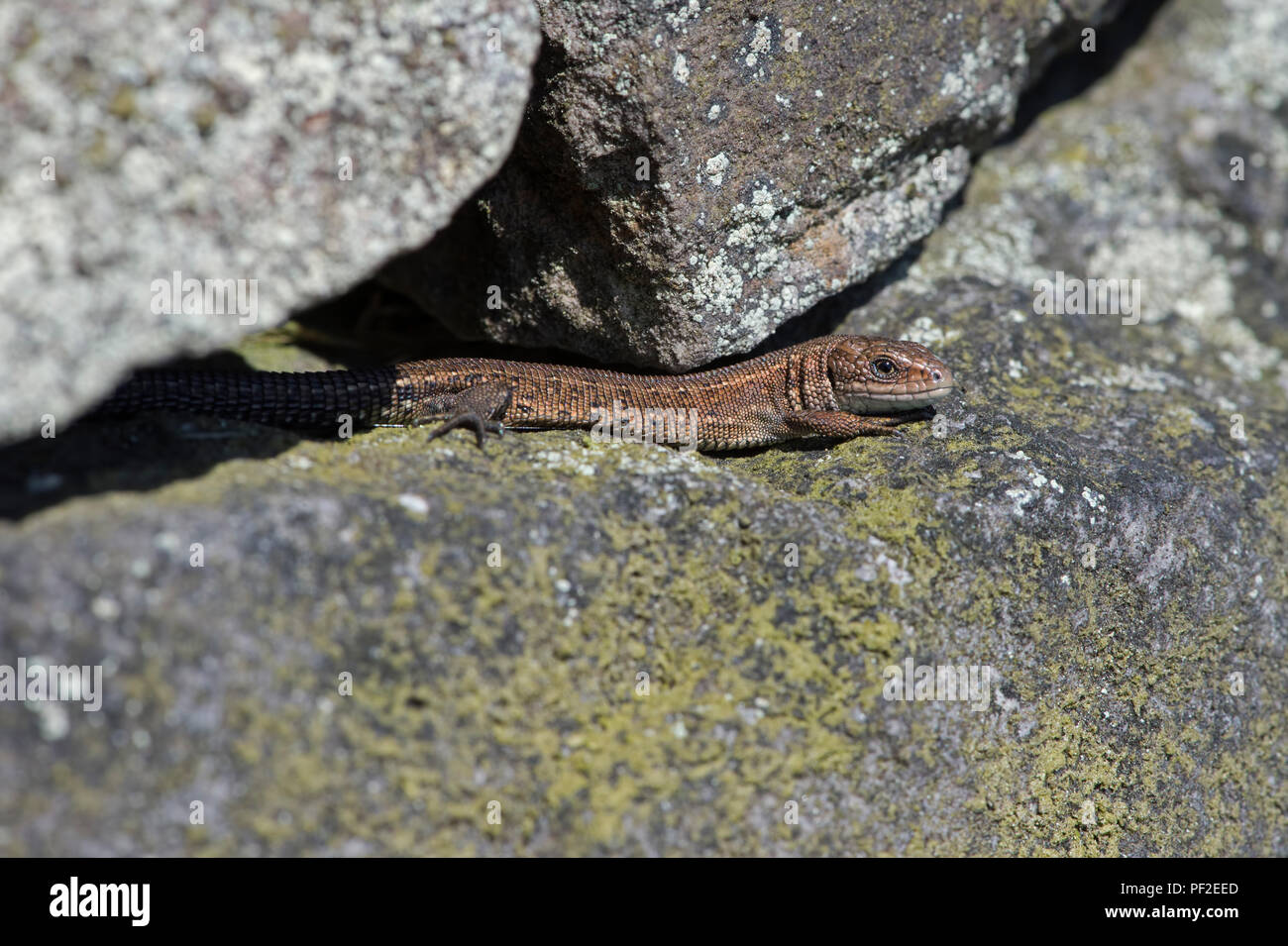 Viviparous Lizard (Zootoca vivipara) Stock Photo