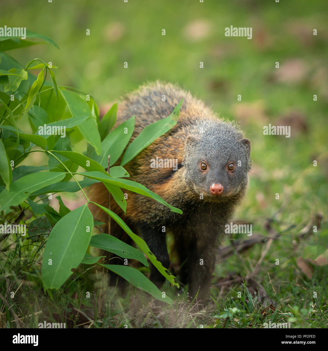 Mongoose Peek-a-boo Stock Photo
