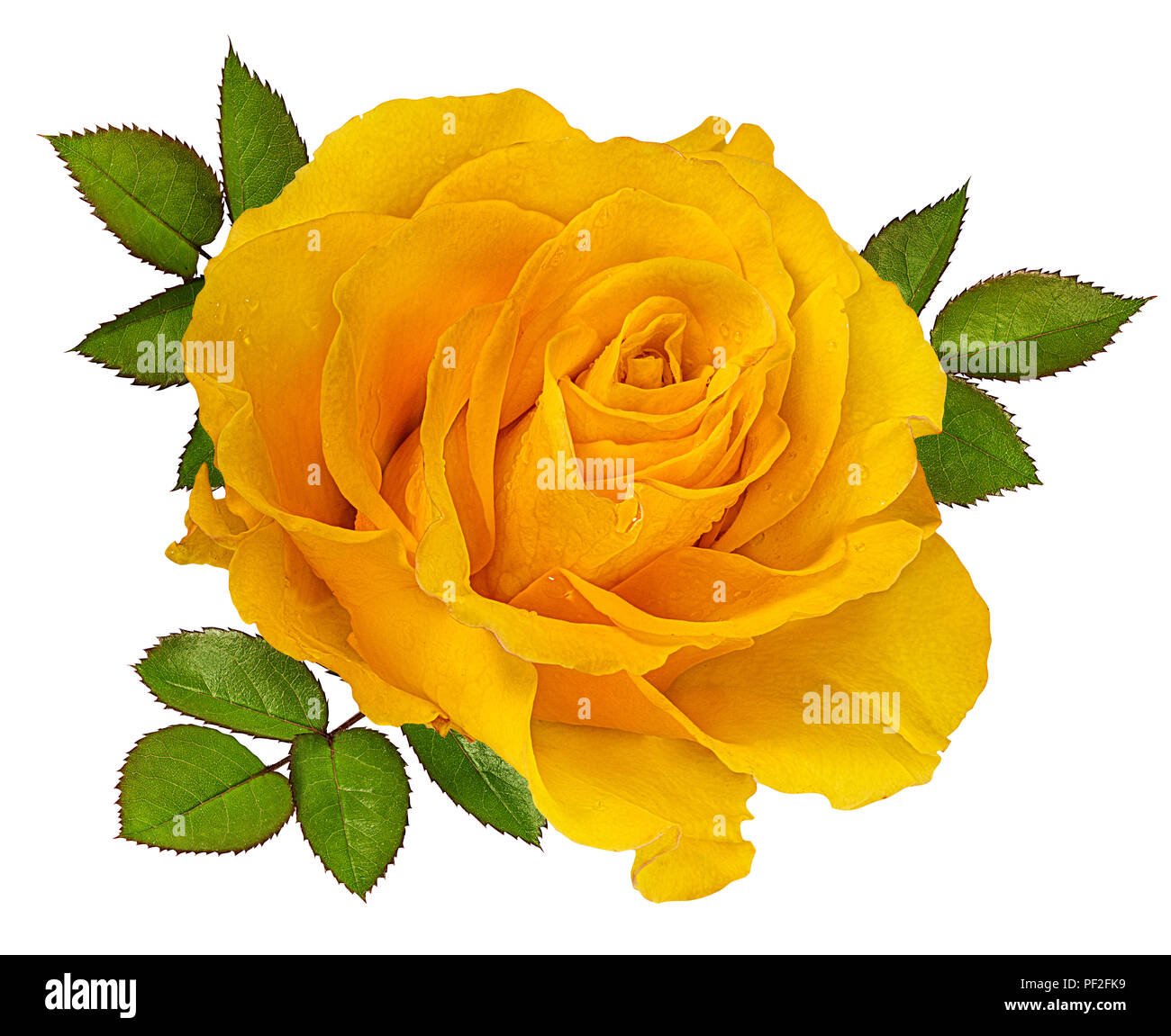 rose isolated on white background Stock Photo - Alamy