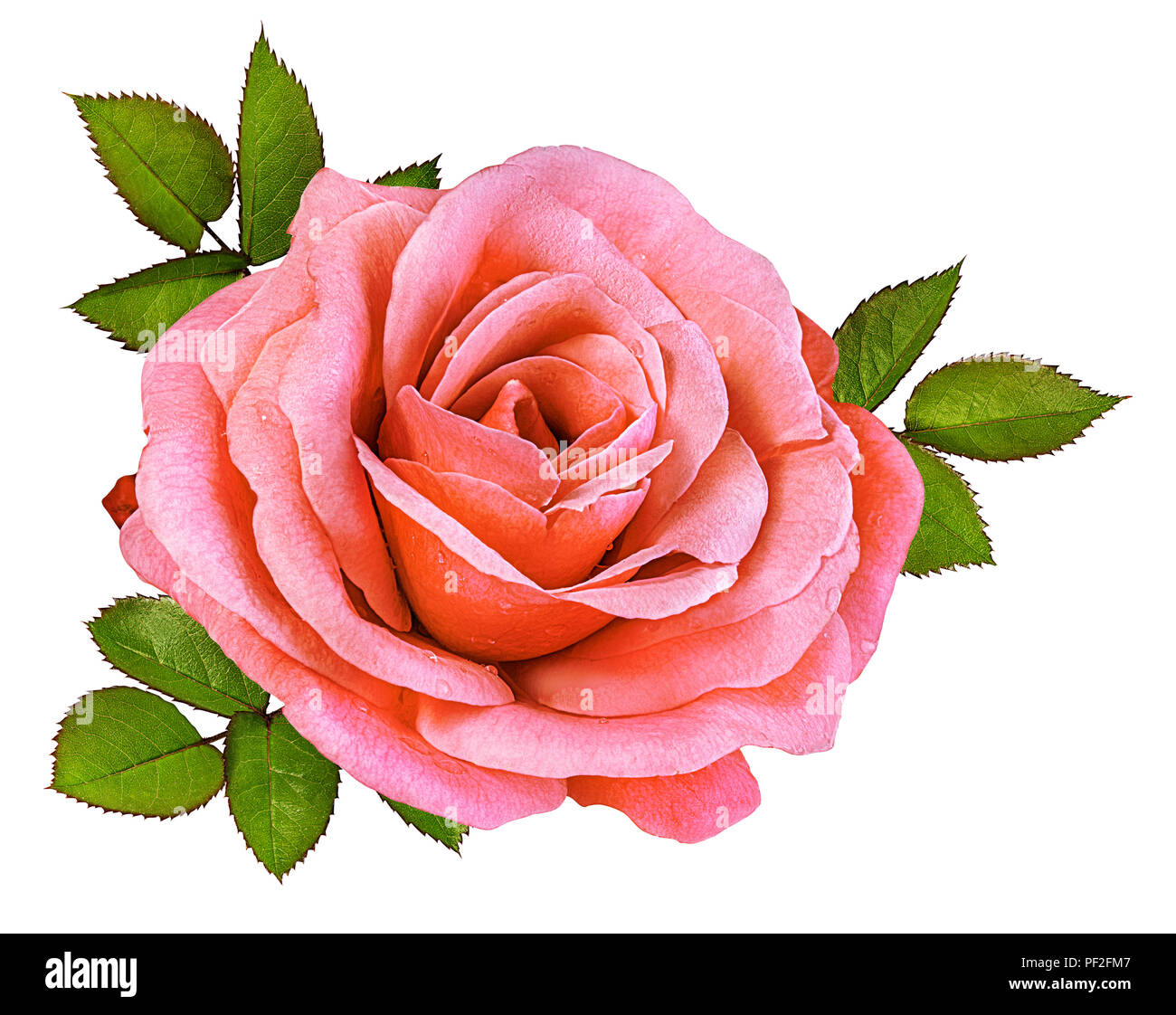 rose isolated on white background Stock Photo - Alamy