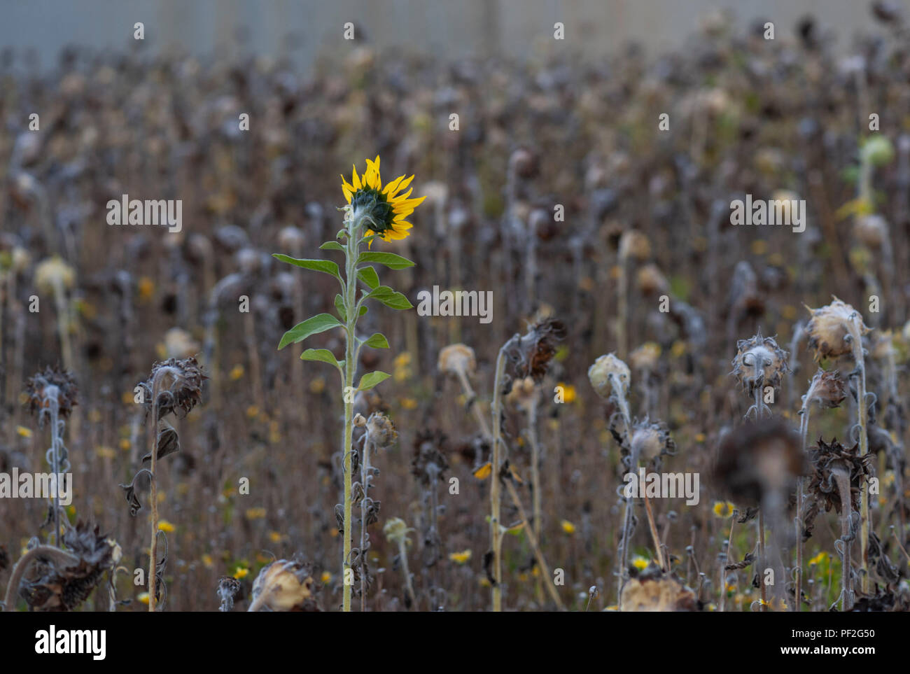 Single sunflower in a field of dead or dying sunflowers Hertfordshire