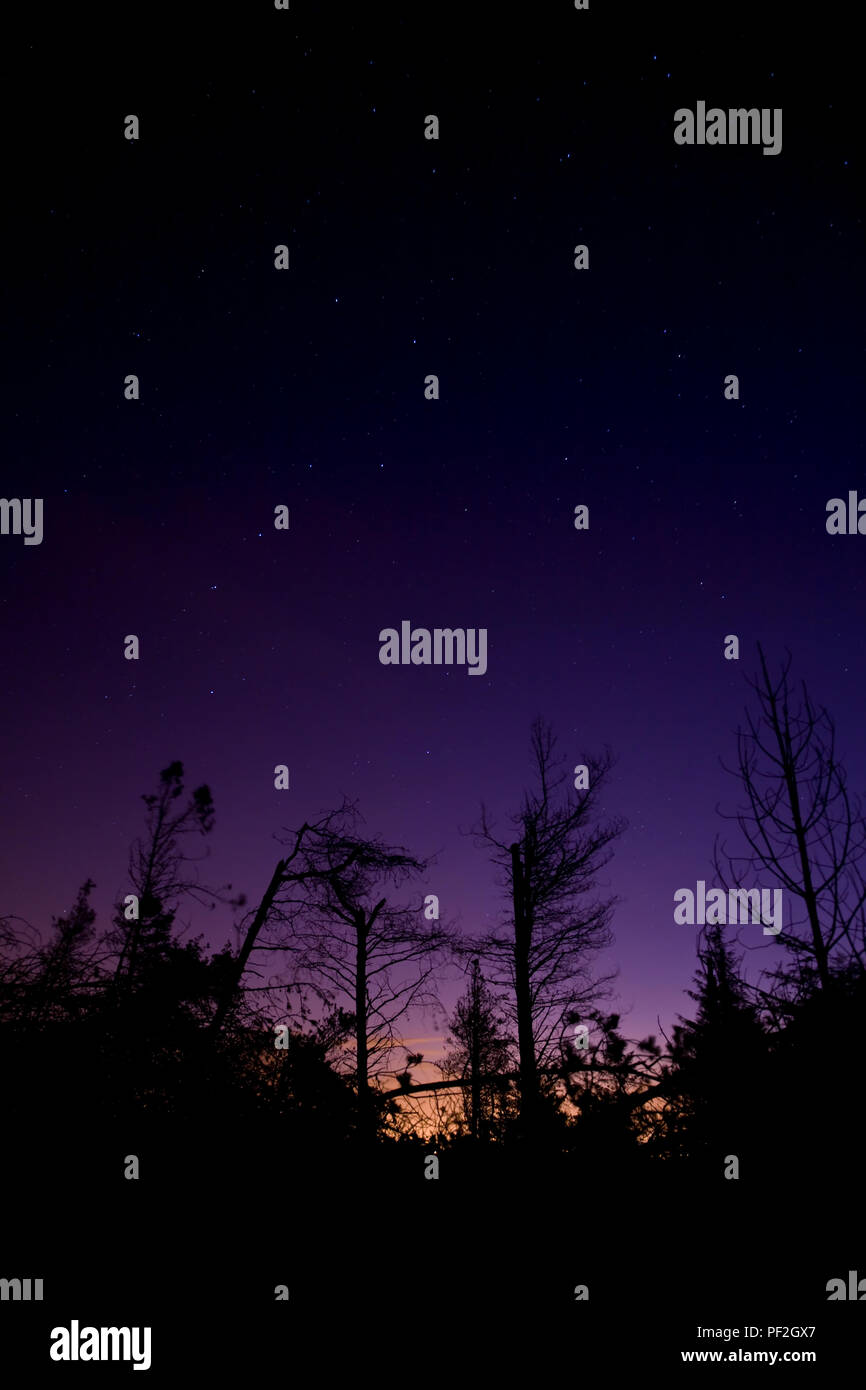 Constellation The Plough over storm damaged trees Stock Photo