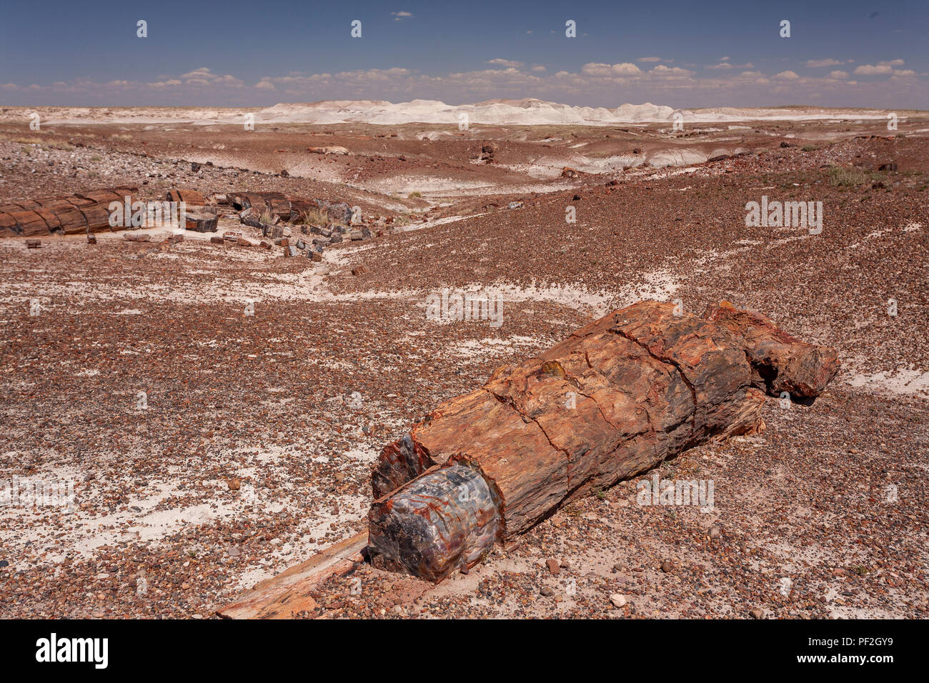 Fossilised tree trunk in the Petrified Forest, Arizona, USA Stock Photo