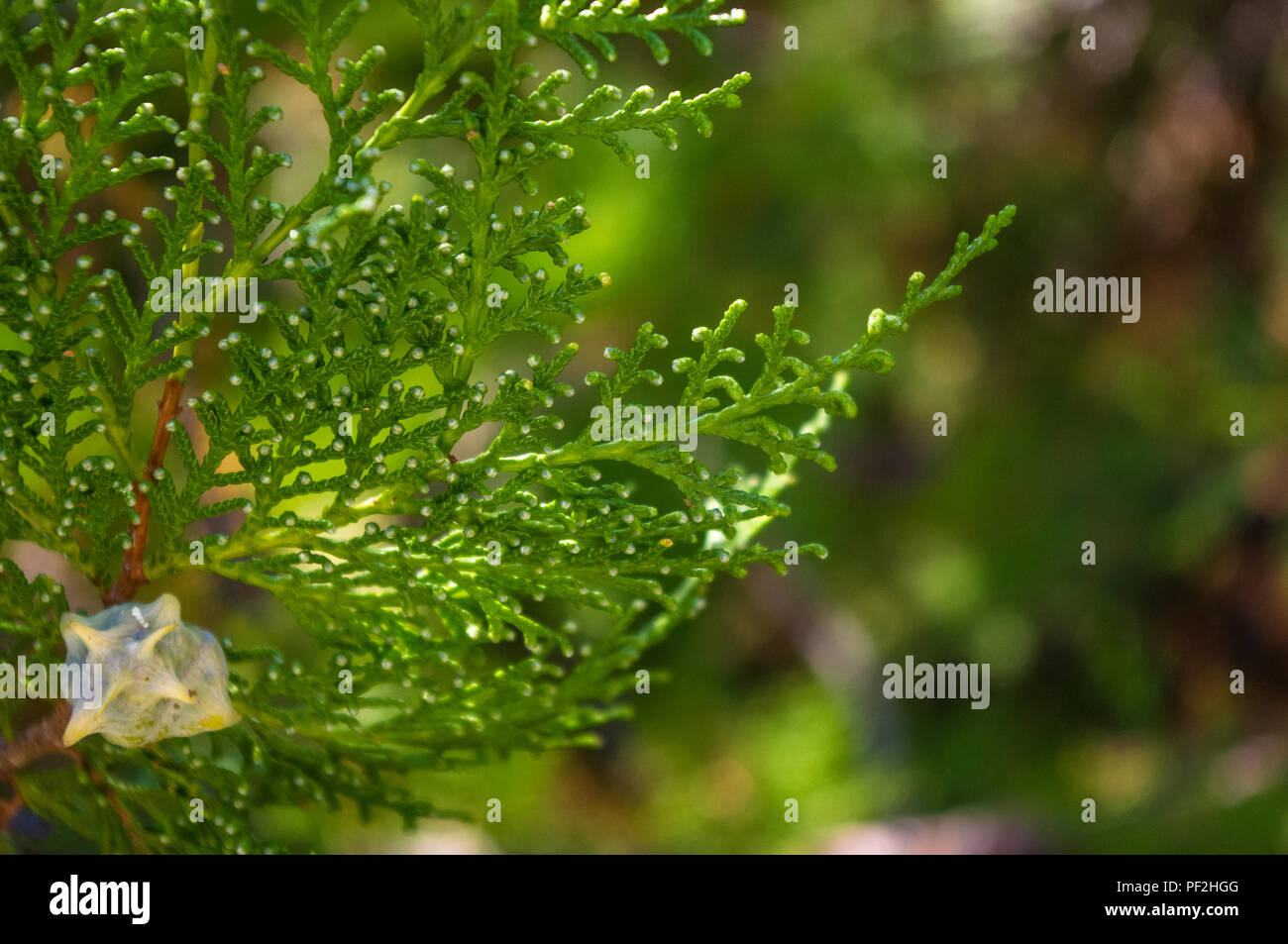 Incense cedar tree Calocedrus decurrens branch close up. Thuja cones