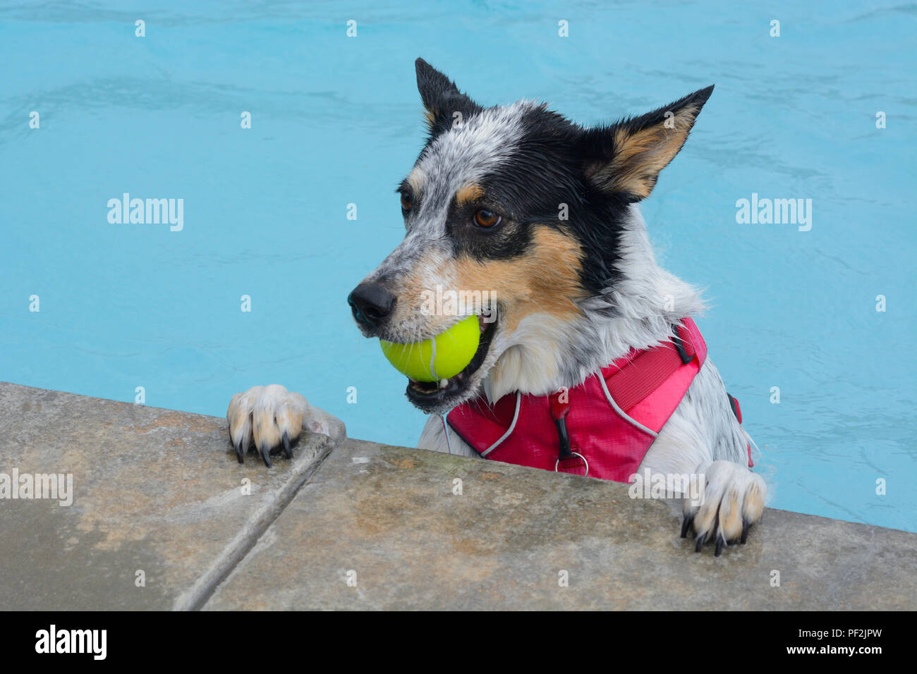 Tricolor mixed breed dog swimming with tennis ball in mouth at edge of
