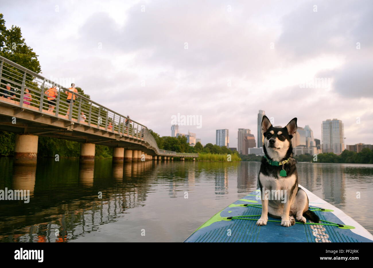 River, a husky mix, enjoys a sunrise paddle board outing at the boardwalk in Austin, Texas. Stock Photo