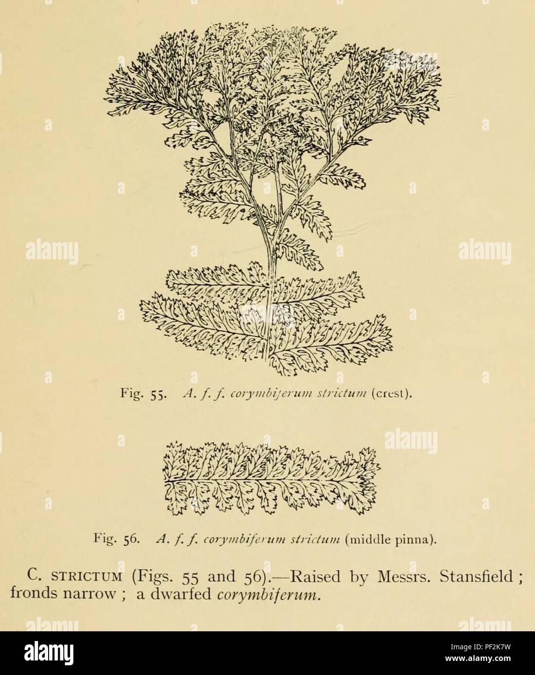 Athyrium filix-femina 'Corymbiferum Strictum'. Stock Photo