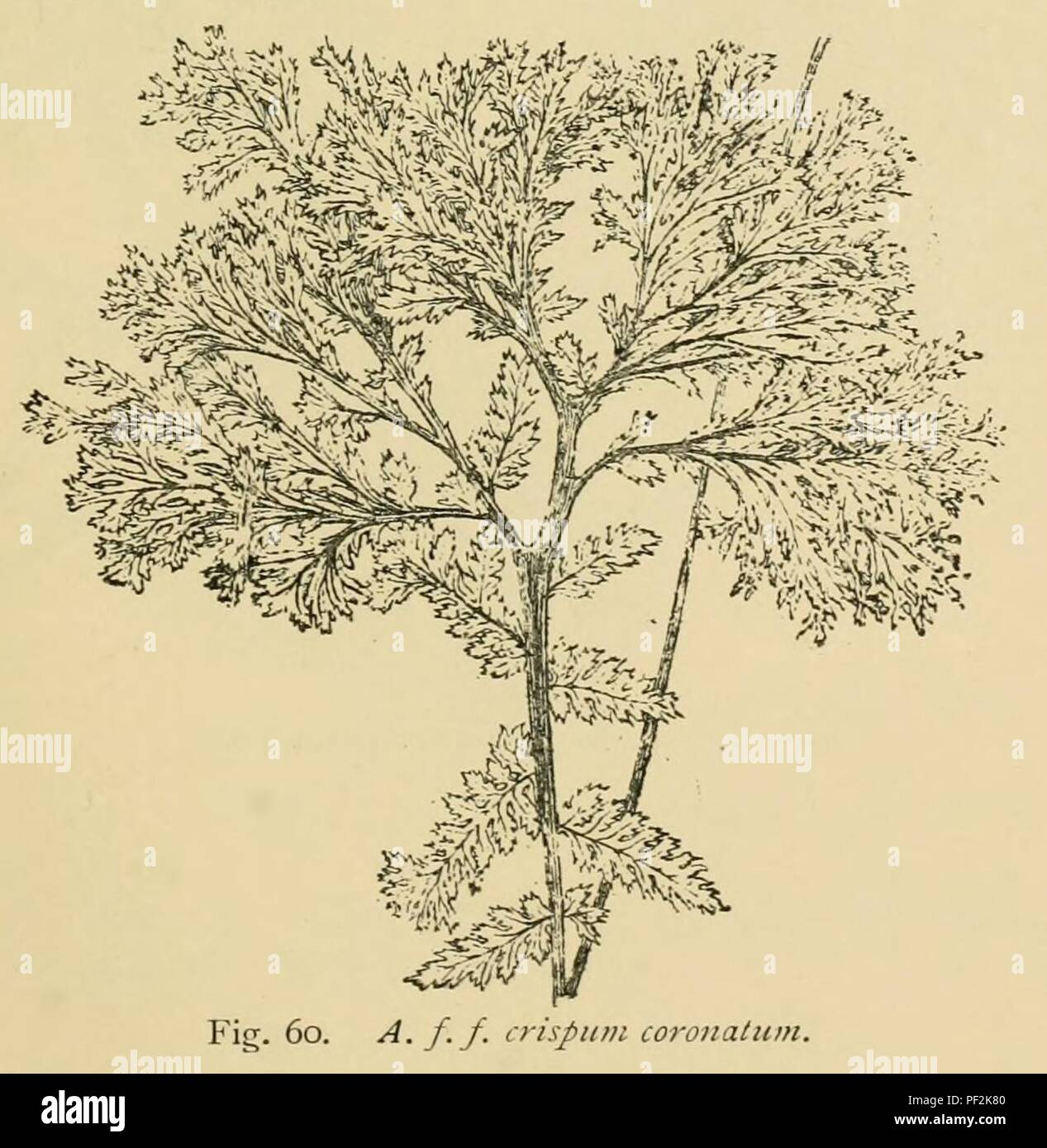 Athyrium filix-femina 'Crispum Coronatum'. Stock Photo