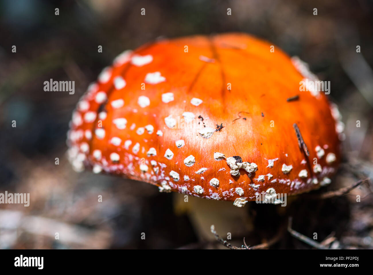 A beautiful but highly poisonous red mushroom with white points commonly known as fly agaric or fly amanita. Toadstool in a forest. Also known as Aman Stock Photo