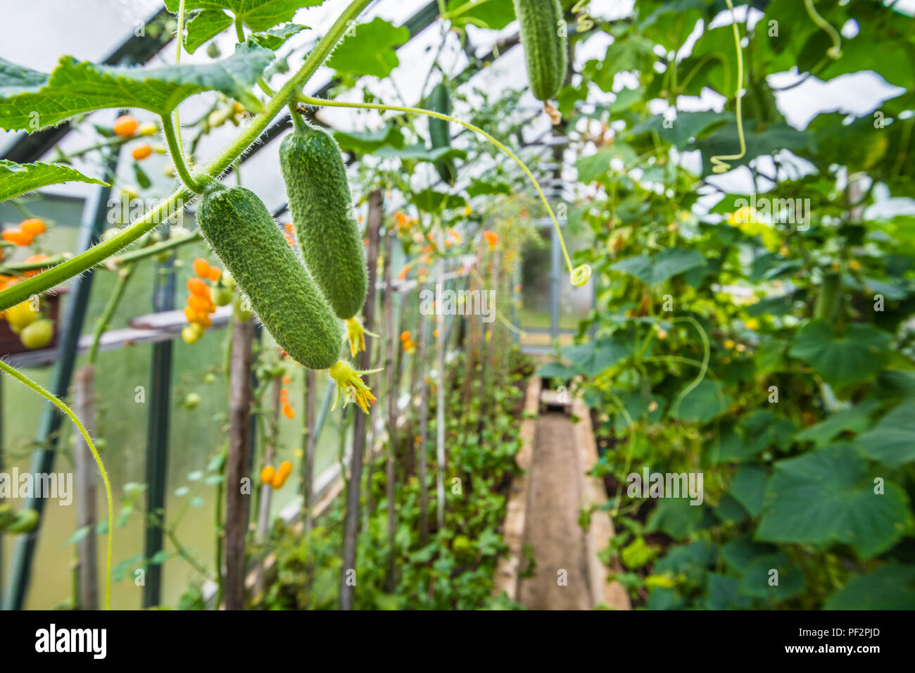 Big greenhouse full of growing vegetables like cucumbers, tomatoes