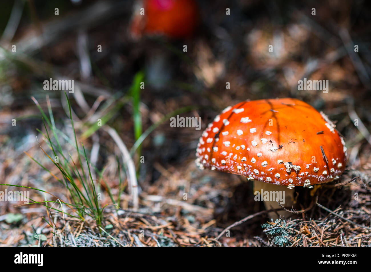 A beautiful but highly poisonous red mushroom with white points commonly known as fly agaric or fly amanita. Toadstool in a forest. Also known as Aman Stock Photo