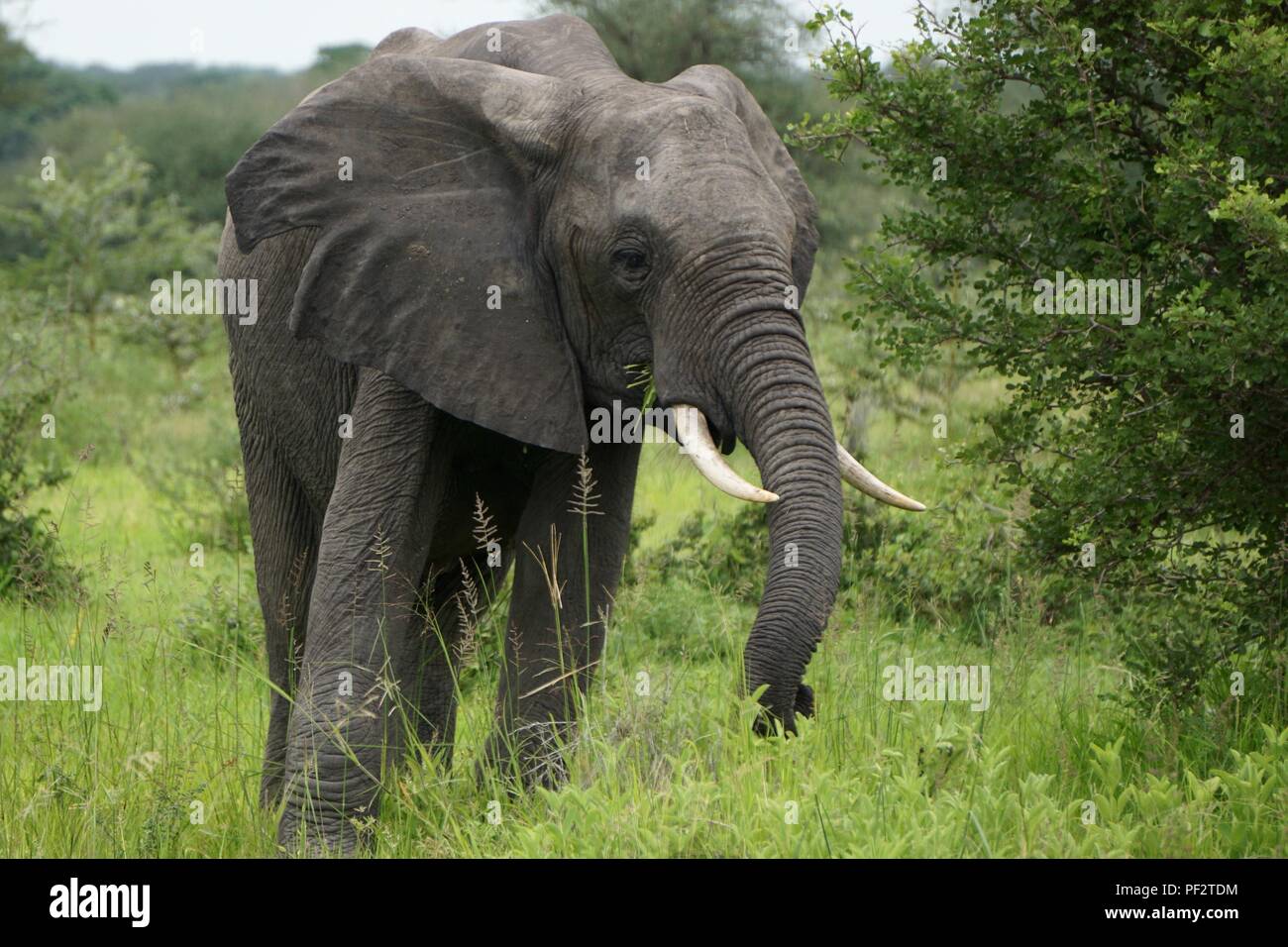 African elephant conservation efforts hi-res stock photography and ...